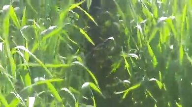 Kaatu Vayatukul Kootipoi Pundai Viritha Pen